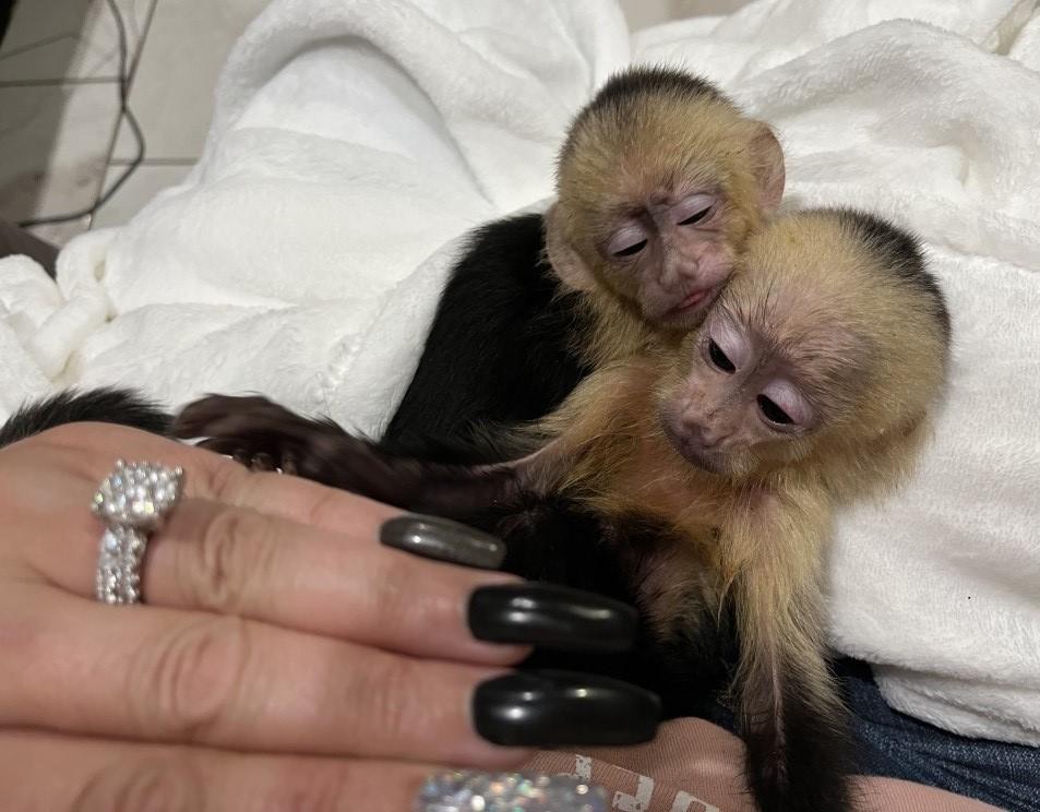 Capuchin Monkeys For Sale Other Pets Ad