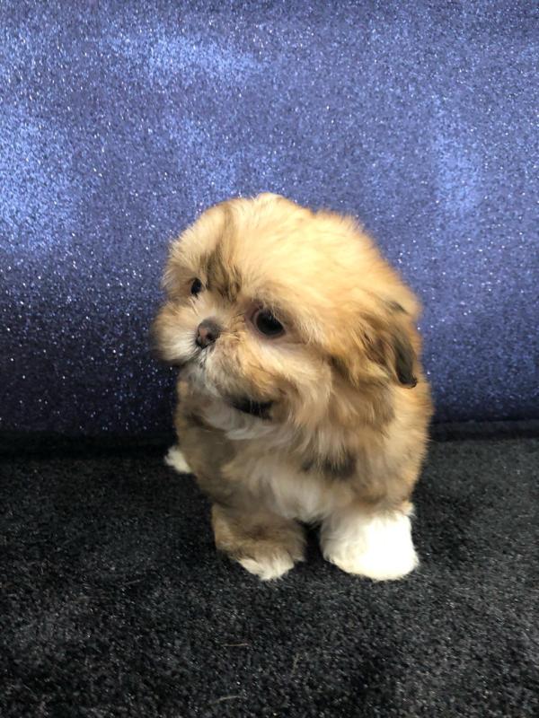 Shih Tzu Puppies With Kc Papers 